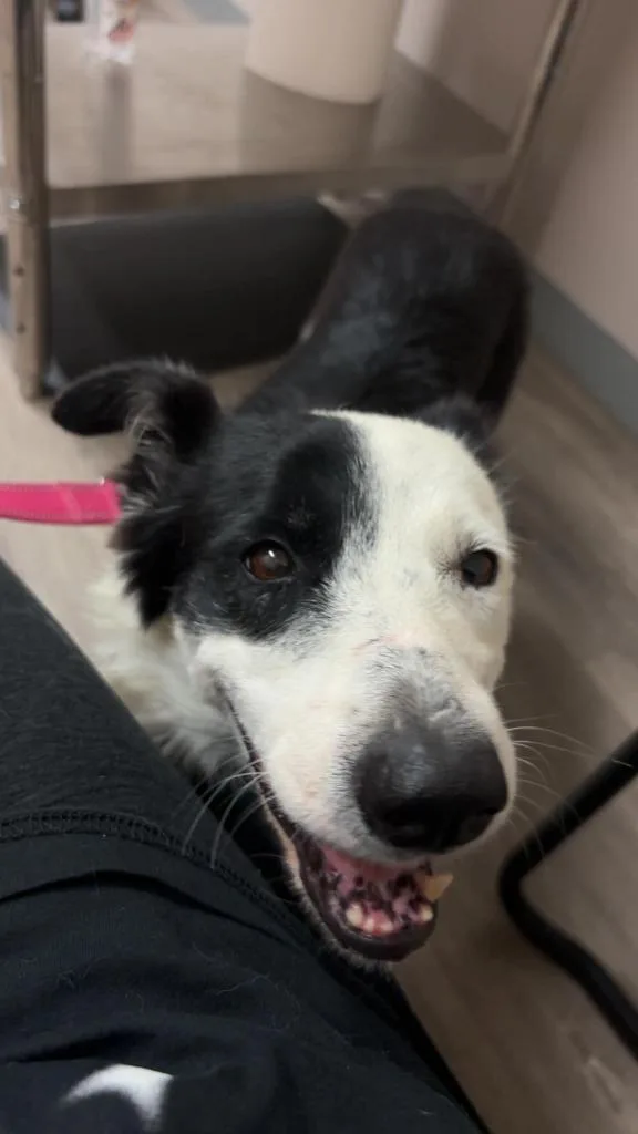 An adult medium-sized female Border Collie dog named Snoopy for adoption in Mesa, AZ