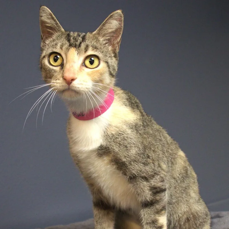 A young medium-sized female Orange / Red Domestic Short Hair cat named Echo for adoption in Lakeland, FL