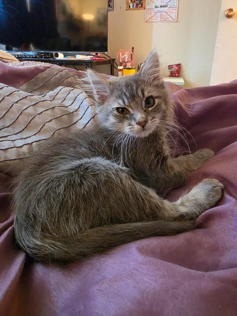 A baby medium-sized male Domestic Long Hair cat named Dim Sum for adoption in Lincoln, CA
