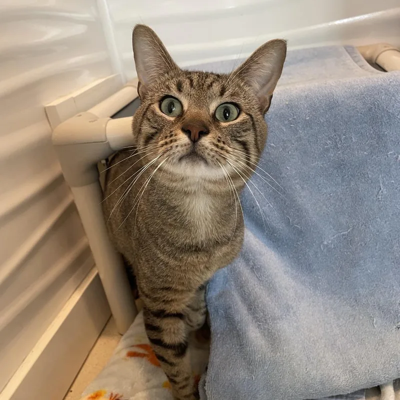 A young large-sized male Brown / Chocolate Domestic Short Hair cat named Banana for adoption in Warwick, RI