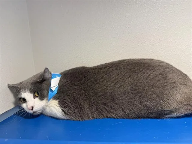 An adult large-sized male Domestic Short Hair cat named Joe for adoption in Grand Prairie, TX