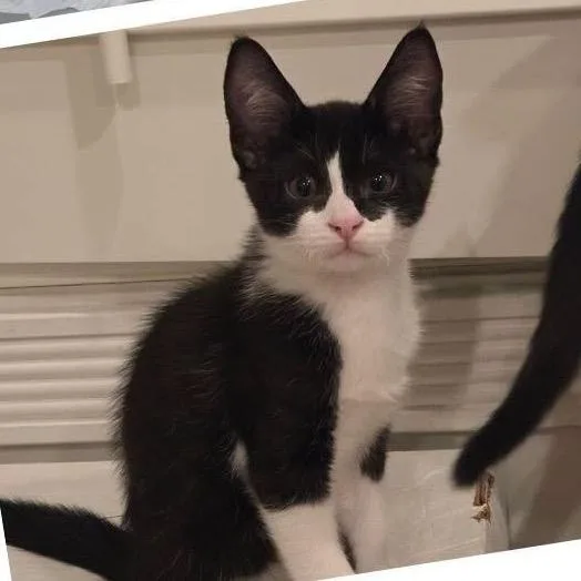 A baby small-sized male Black Domestic Short Hair cat named Boomer for adoption in Orangevale, CA