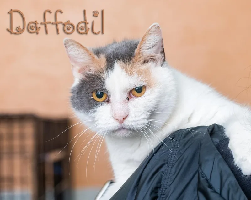 A young medium-sized female Calico Domestic Short Hair cat named Daffodil for adoption in Somerset, PA