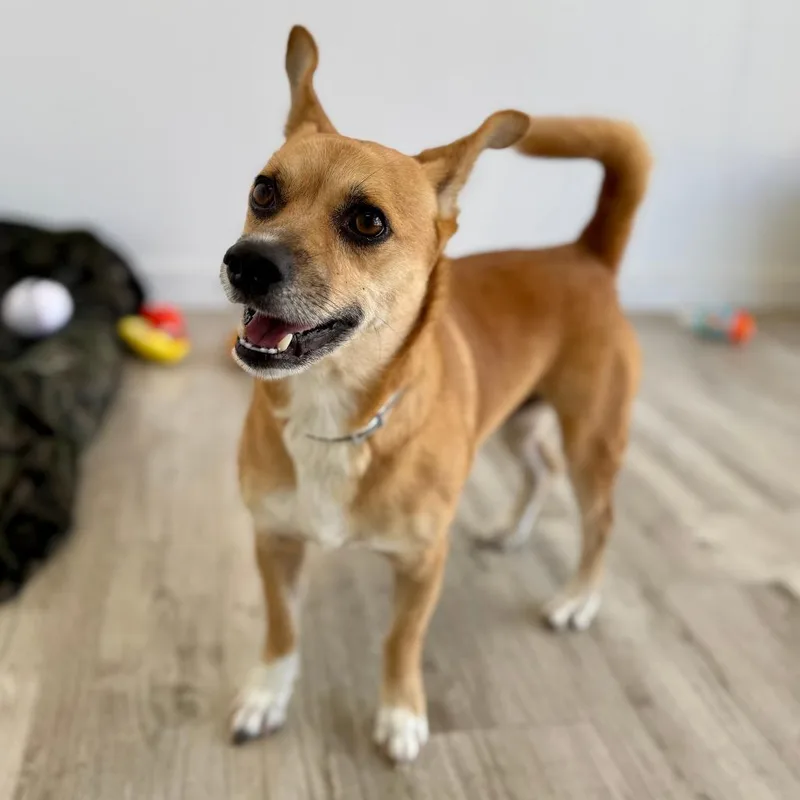 An adult small-sized male Yellow / Tan / Blond / Fawn Chihuahua dog named Benny for adoption in Green Bay, WI
