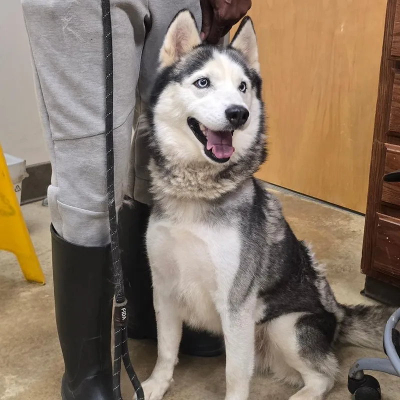 An adult medium-sized female Gray / Blue / Silver Husky dog named Renoir U for adoption in Tupelo, MS