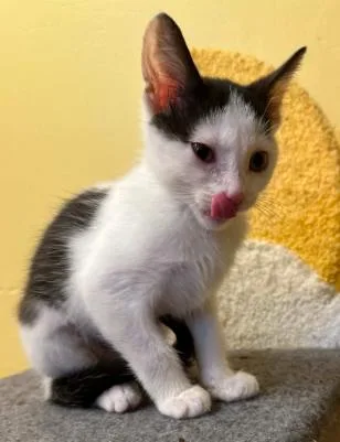 A baby medium-sized male Black & White / Tuxedo Domestic Short Hair cat named Orion for adoption in Battle Creek, MI