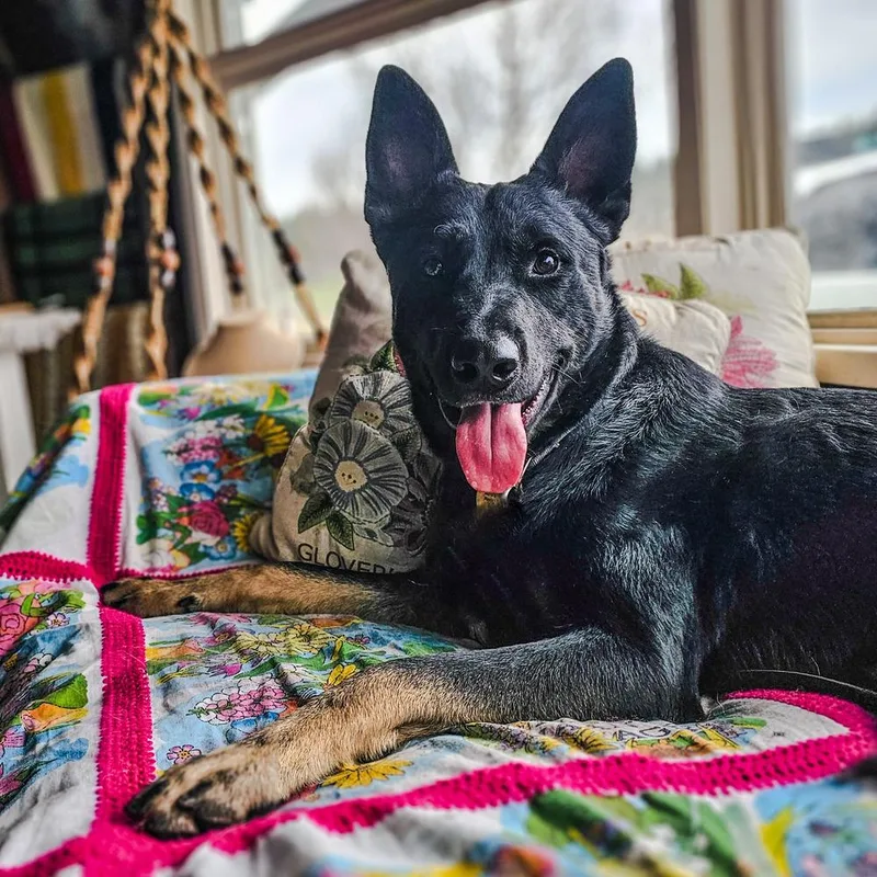 An adult large-sized male Brown / Chocolate Belgian Shepherd / Malinois dog named Rashaba for adoption in Spokane , WA