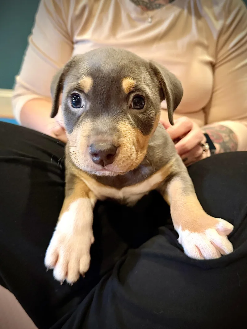 A baby medium-sized female Apricot / Beige Terrier dog named LOVEY  Needs a for adoption in Birmingham, MI