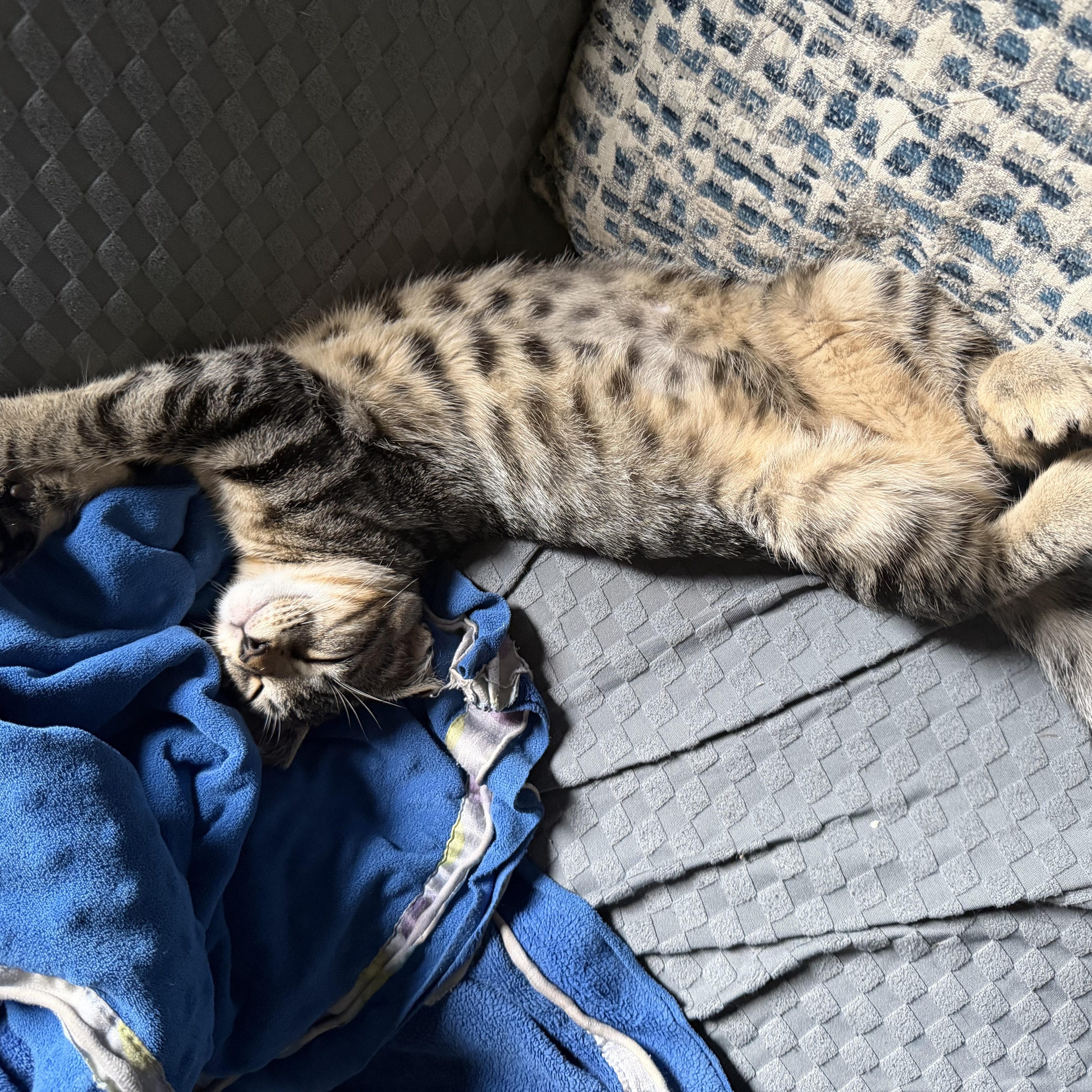 A baby small-sized male Domestic Short Hair cat named Oakley for adoption in Holly, MI