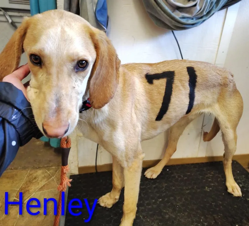 Henley