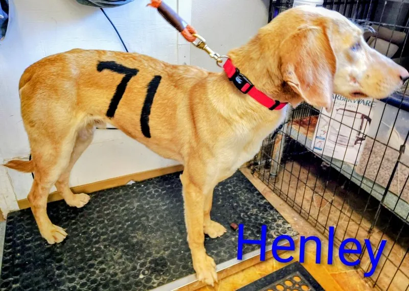 Henley thumbnail 2