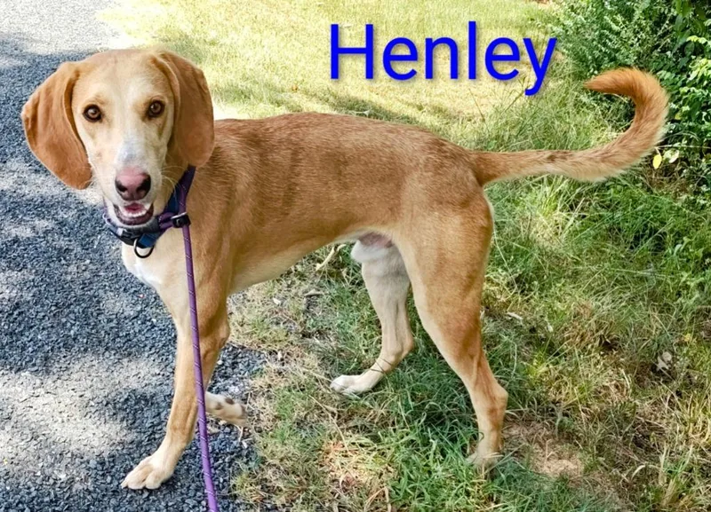 Henley thumbnail 4