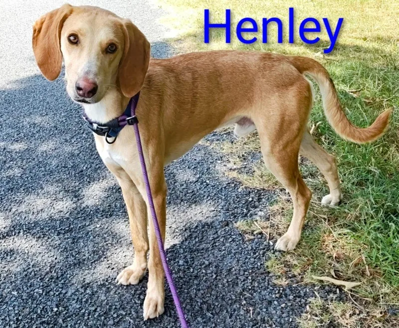 Henley thumbnail 5