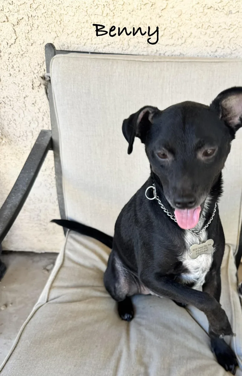 An adult small-sized male Black Labrador Retriever dog named Benny Bean for adoption in Las Vegas, NV