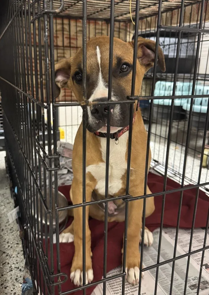 A baby medium-sized male Boxer dog named Tbone Aka Loki for adoption in Saint Clairsville, OH