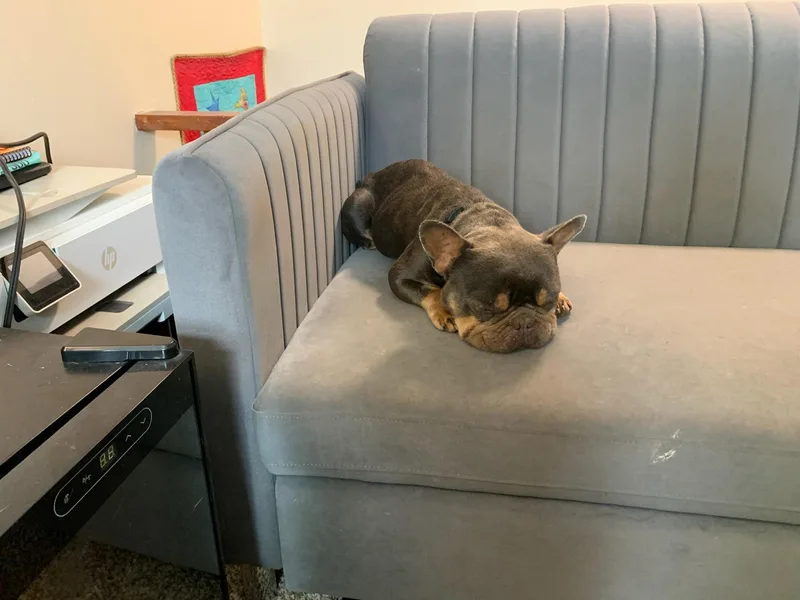 An adult small-sized male French Bulldog dog named Cadbury for adoption