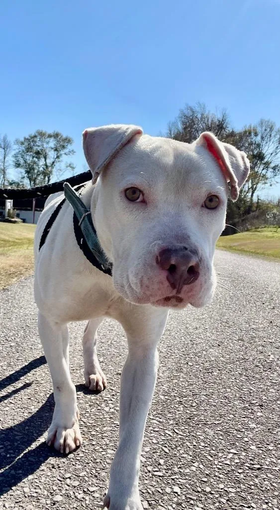 An adult large-sized male Pit Bull Terrier dog named Bones for adoption in Saint Francisville, LA