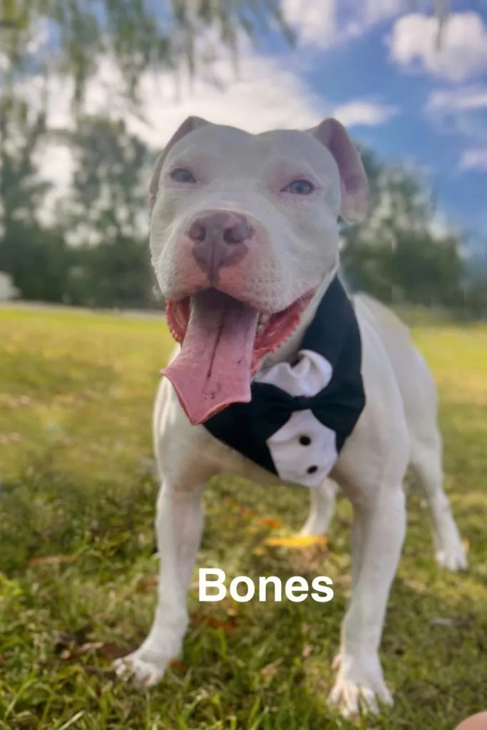 Bones thumbnail 3