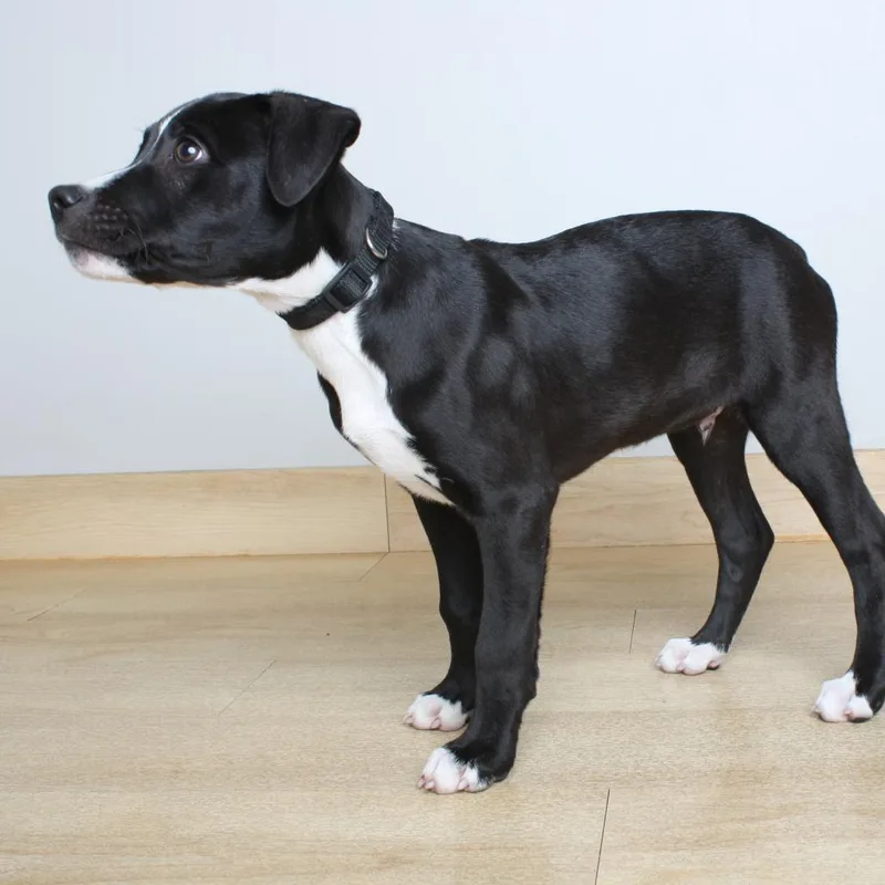 A baby medium-sized male Black Pit Bull Terrier dog named Blaze D for adoption in Minnetonka, MN