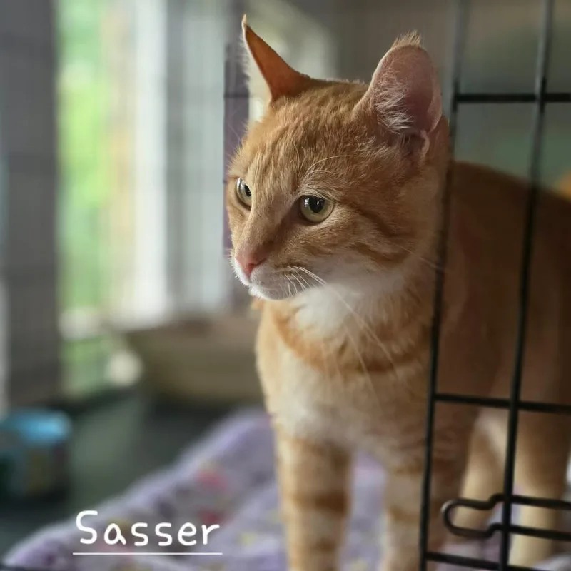 An adult large-sized male Orange / Red Domestic Short Hair cat named Fuzz Aldrin for adoption in Kyle, TX