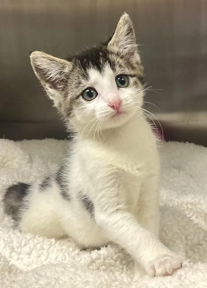 A baby small-sized female Black & White / Tuxedo Domestic Long Hair cat named Annie for adoption in Jamestown, CA
