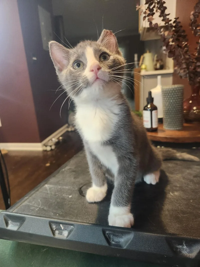 A baby medium-sized male Domestic Medium Hair cat named Tito and Pablo for adoption in Charlotte, NC