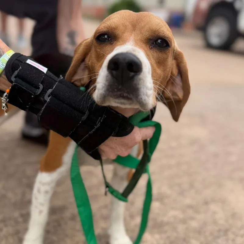 An adult medium-sized female Brown / Chocolate Beagle dog named Duckie for adoption in Lake Jackson, TX