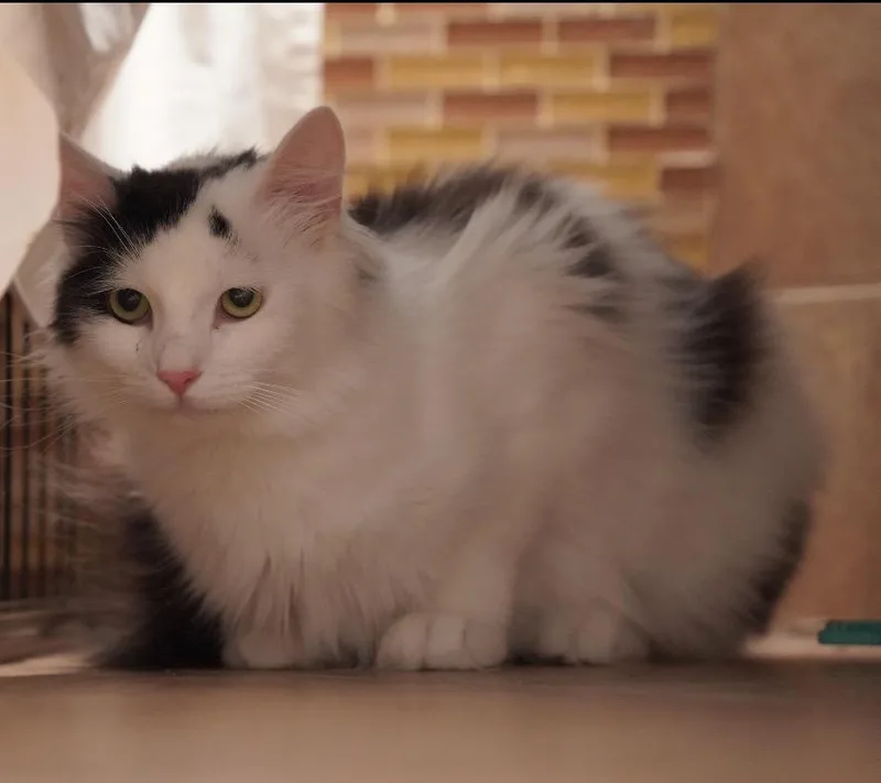 An adult medium-sized female White Domestic Long Hair cat named Channel for adoption in Staten Island, NY