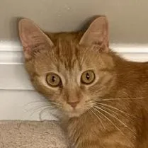An adult large-sized female Domestic Short Hair cat named Anya for adoption in Cumming, GA
