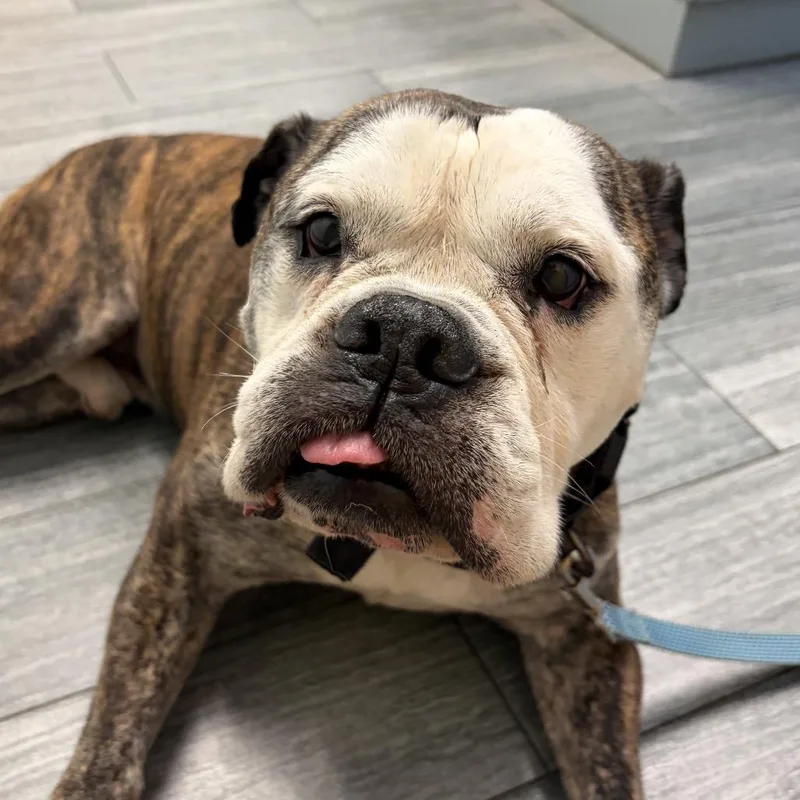A senior medium-sized male Brown / Chocolate Mixed Breed dog named Rocco for adoption in Jacksonville, FL