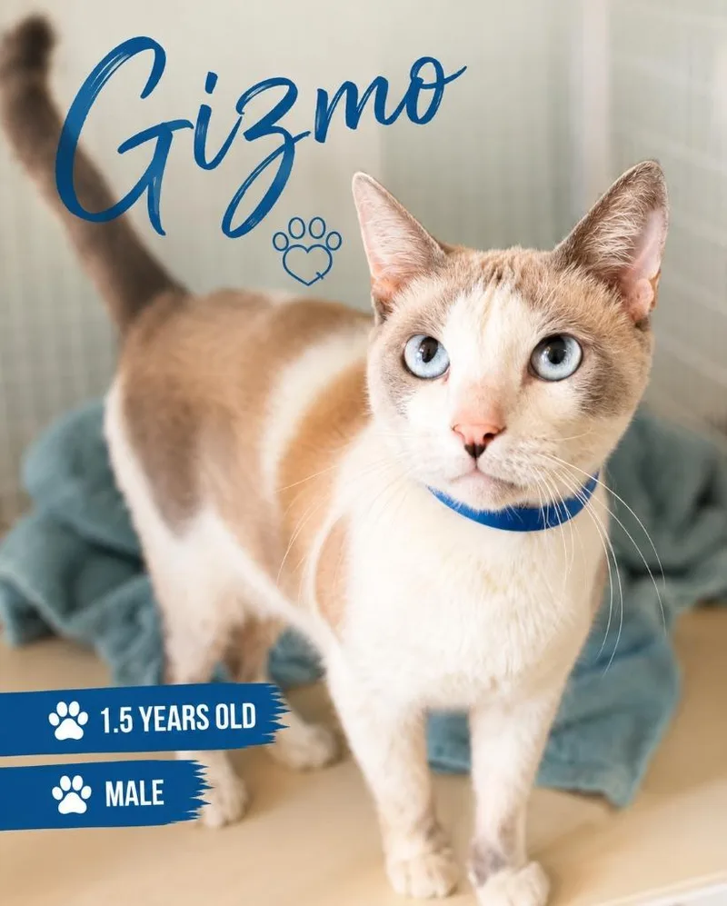 Gizmo thumbnail 2