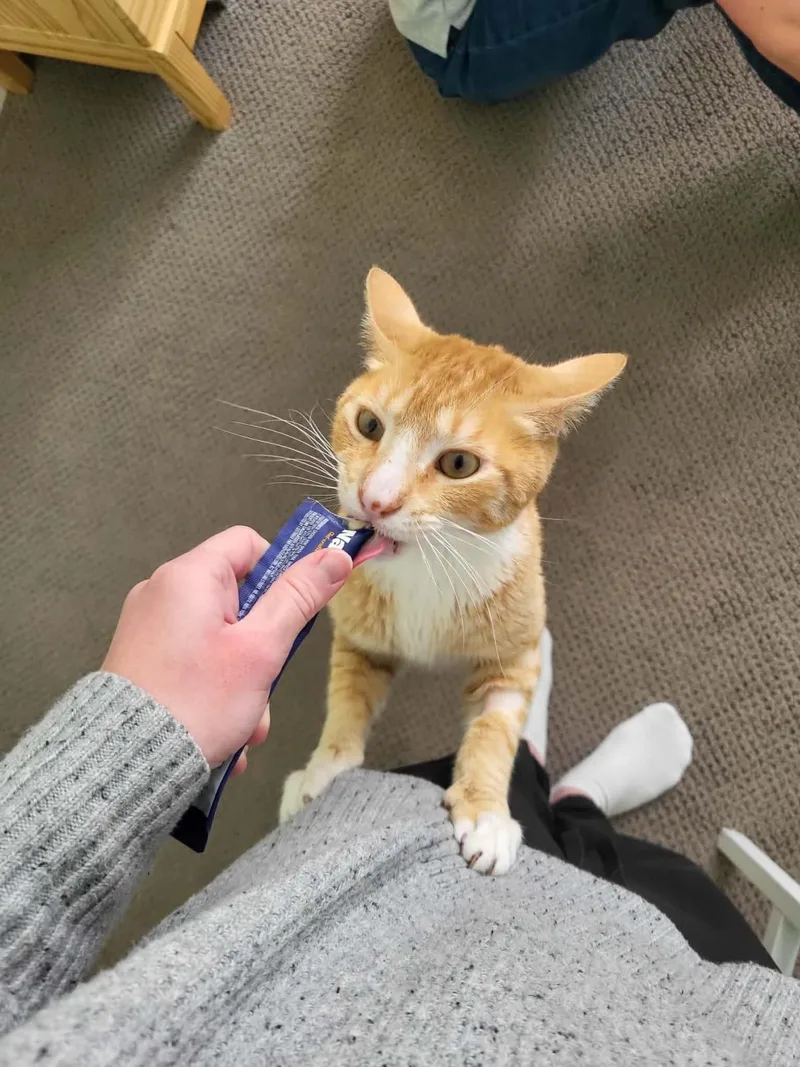 A young medium-sized male Domestic Short Hair cat named Cheddar Cheesington for adoption in Chandler, AZ