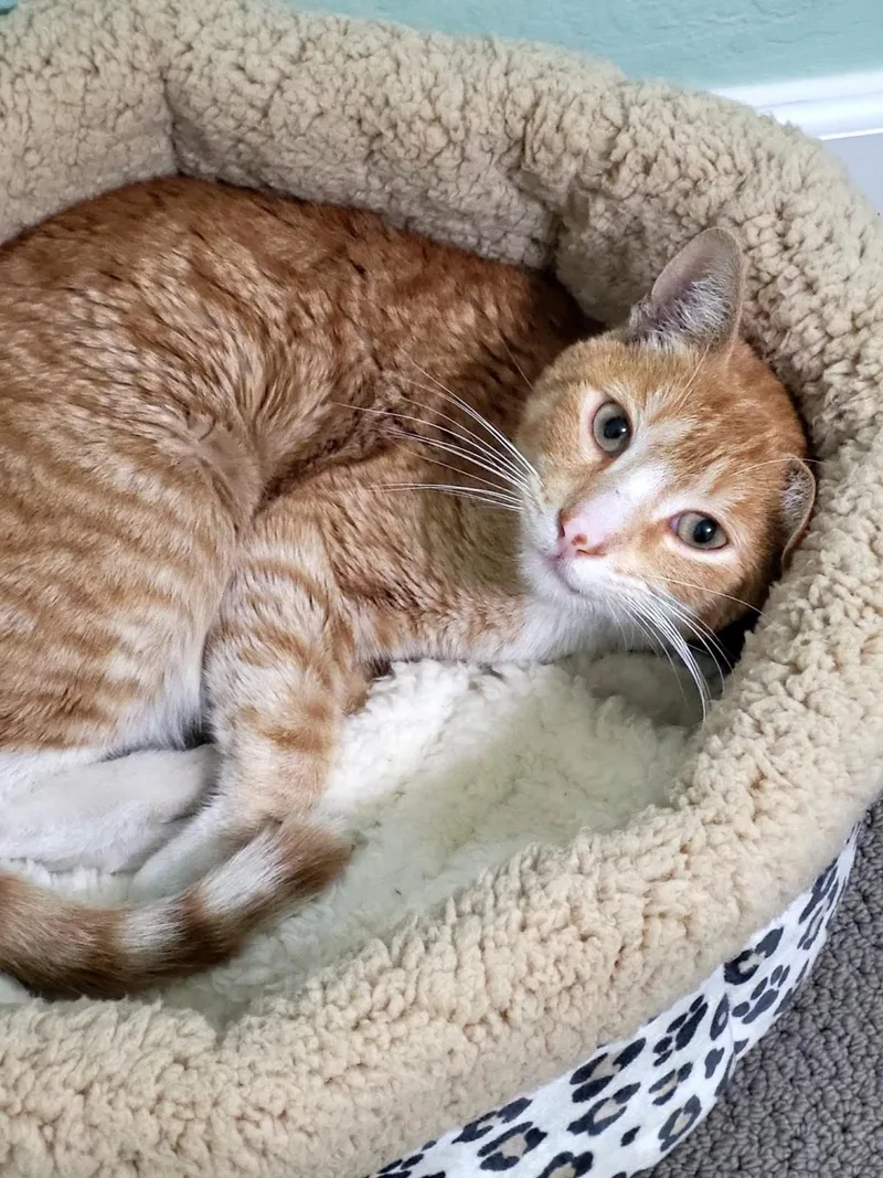 Cheddar Cheesington thumbnail 2
