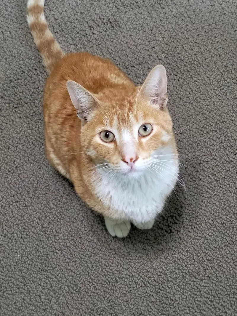 Cheddar Cheesington thumbnail 3