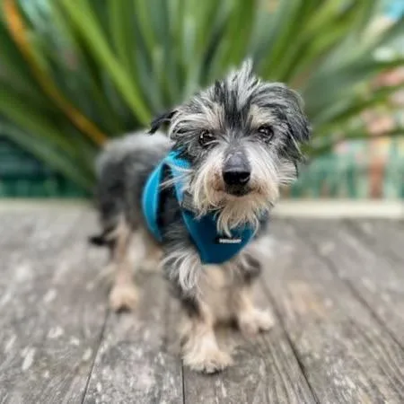 A senior small-sized male Black Terrier dog named Simba for adoption in Pacific Grove, CA