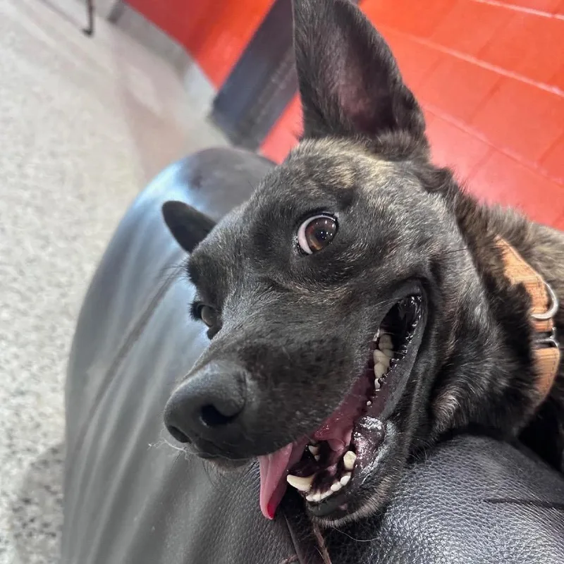 A young medium-sized male Black Dutch Shepherd dog named Goblin for adoption in Tulsa, OK