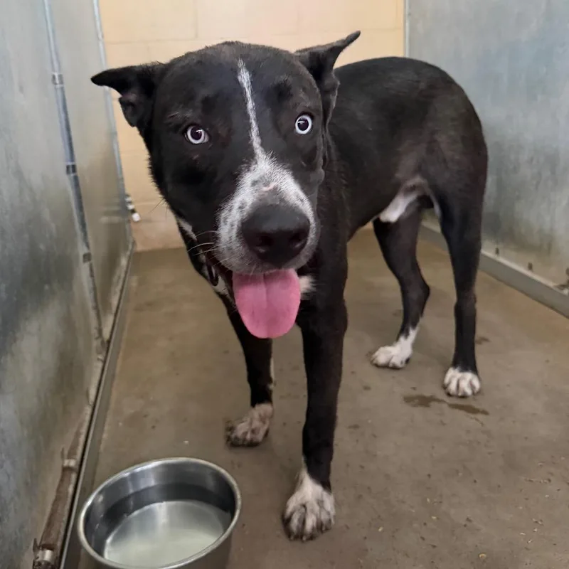 An adult large-sized male Shepherd dog named Howard for adoption in Edinburg, TX