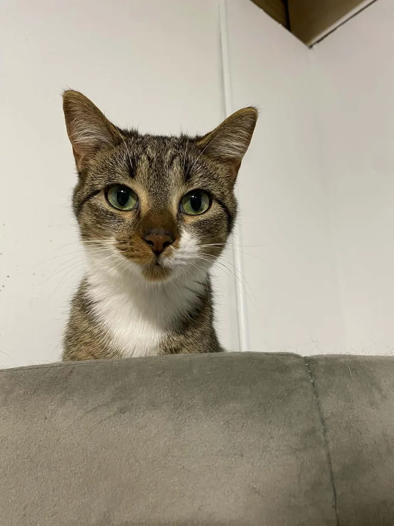 A young medium-sized female Tabby (Brown / Chocolate) Domestic Short Hair cat named Penny for adoption in Barrington Hills, IL