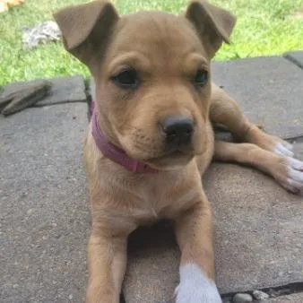 A baby small-sized female Mixed Breed dog named Hazel blackwhite for adoption in Allyn, WA