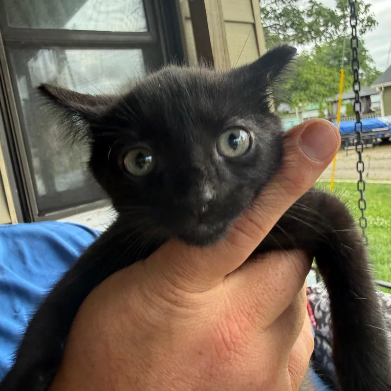 A baby small-sized male Black Domestic Short Hair cat named Reggie for adoption in Lancaster, OH