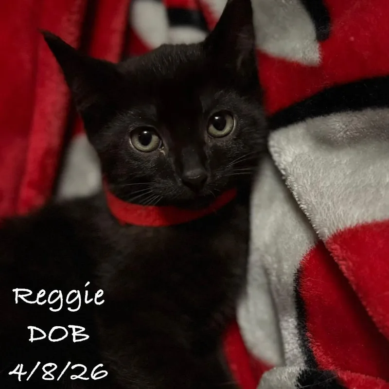 Reggie thumbnail 2