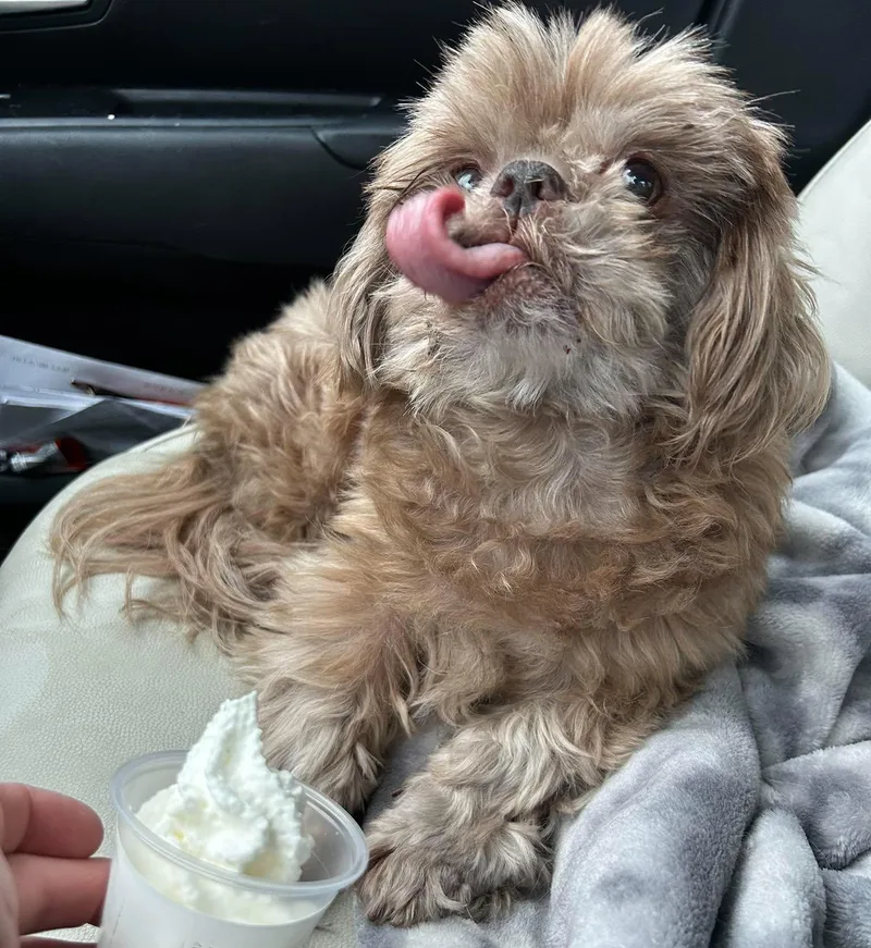 A young small-sized male Shih Tzu dog named Hot Shot Gatlin for adoption in Saunderstown, RI
