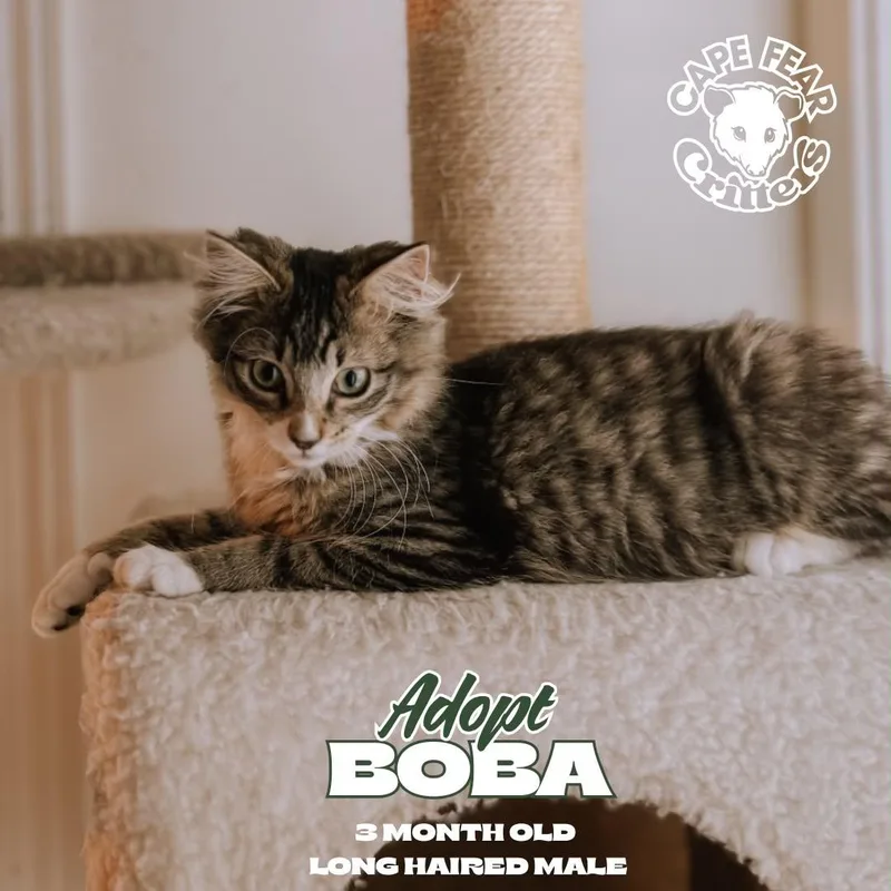 A young small-sized male Domestic Long Hair cat named Boba for adoption in Wilmington, NC
