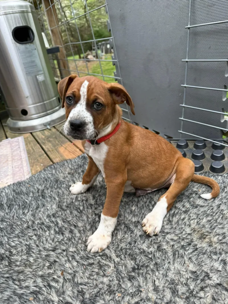 A baby large-sized male Boxer dog named Bo for adoption in Calhoun, GA