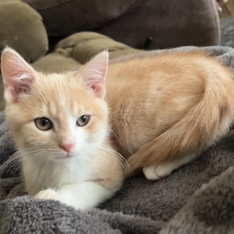 A baby small-sized male Orange / Red Domestic Medium Hair cat named Manny for adoption in Shelbyville, IN