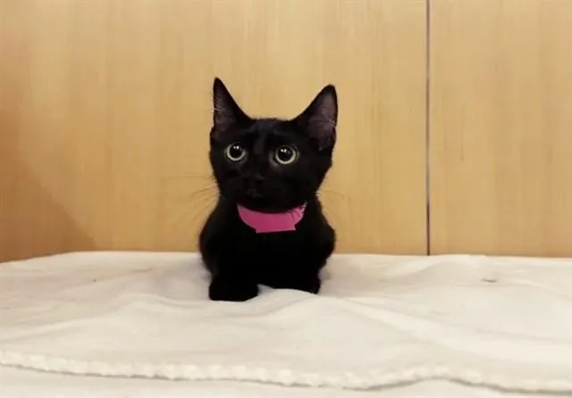 A baby small-sized female Domestic Short Hair cat named Sand Dollar for adoption in Saint Louis, MO
