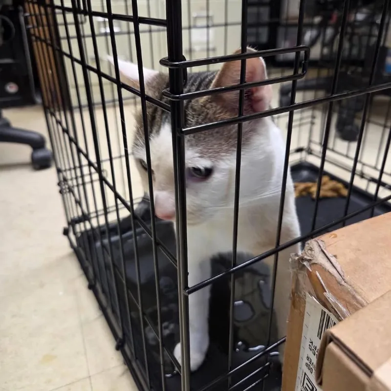 An adult small-sized male White Domestic Short Hair cat named Morgan for adoption in Long Island City, NY
