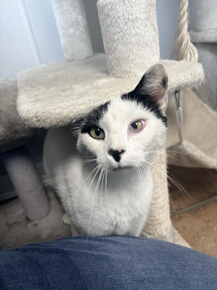 An adult medium-sized male Black & White / Tuxedo Domestic Short Hair cat named Brain for adoption in Bolivar, MO