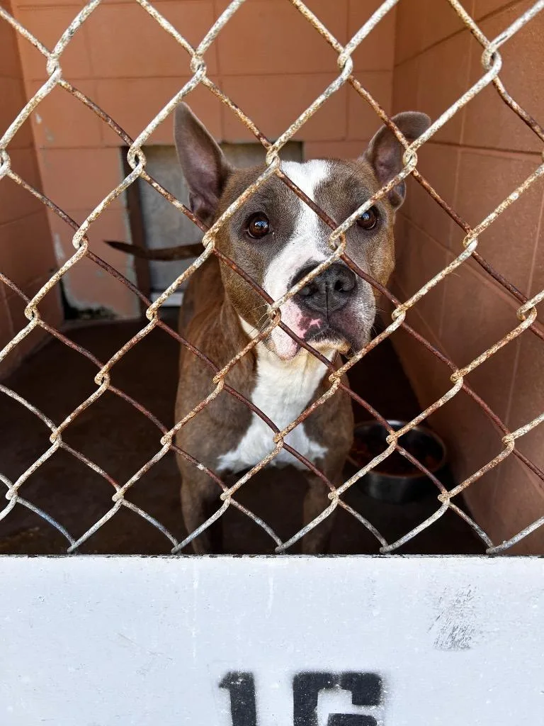 A young medium-sized female Pit Bull Terrier dog named Relish for adoption in Gautier, MS