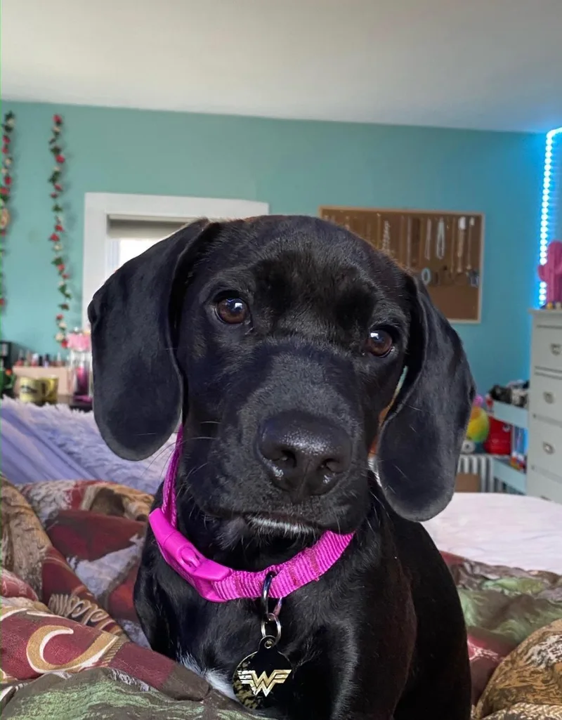 An adult small-sized female Beagle dog named Pepper for adoption in Montclair, NJ